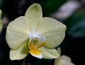 Blume_DDD7635_Bildgröße ändern